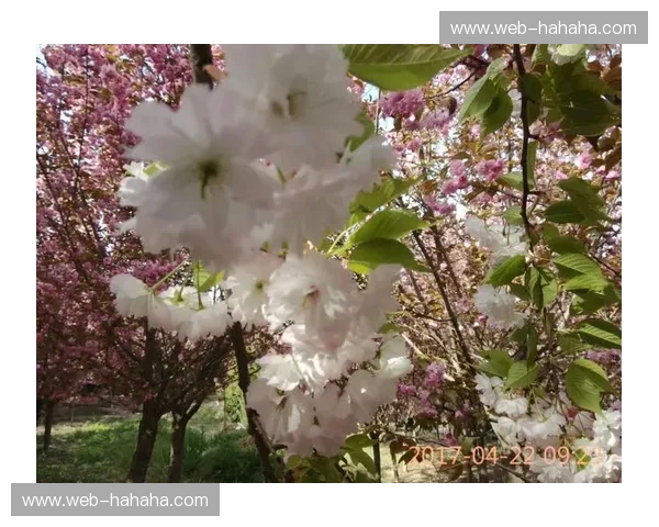 樱花怒放，龙腾四海：浦和红钻与广州恒大的绿茵史诗